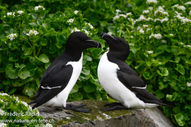 Pingouins tordas