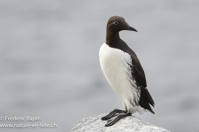 Guillemot de troïl