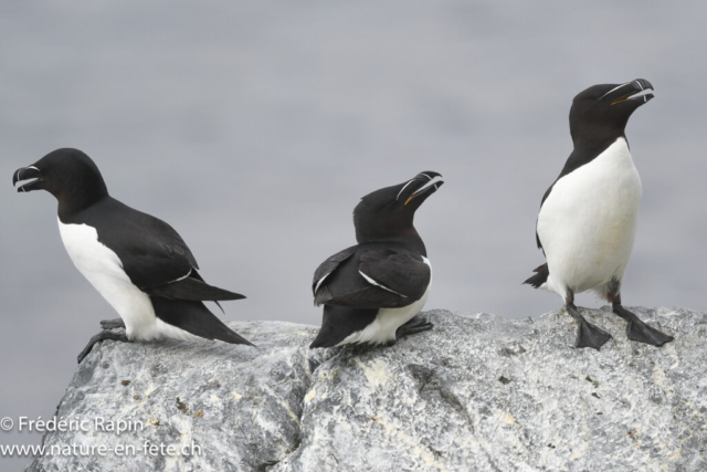 Pingouins tordas