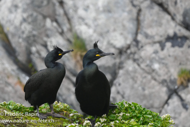 Cormorans huppés