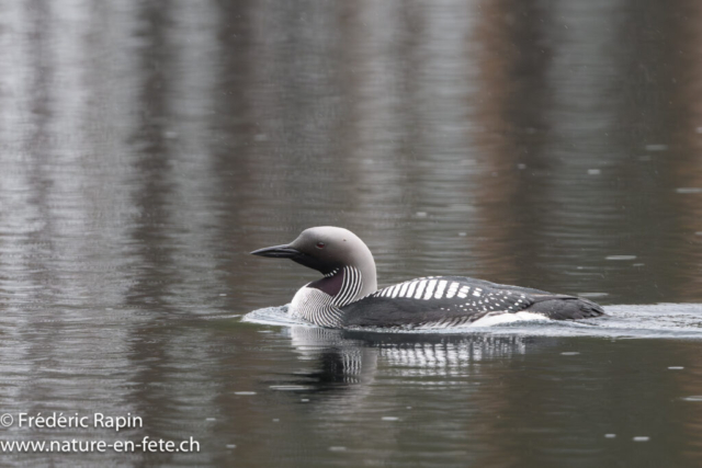 Plongeon arctique