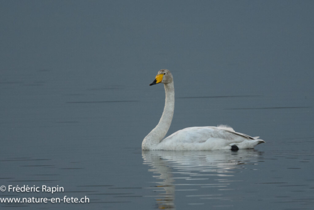Cygne sauvage