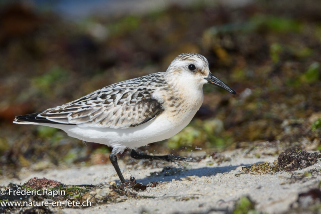 Bécasseau sanderling
