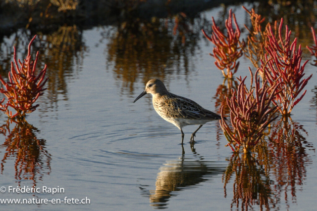 Bécasseau variable