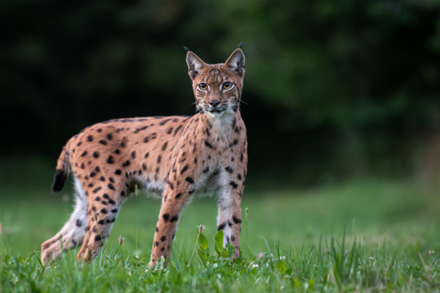 Lynx