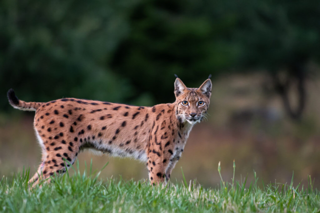 Lynx