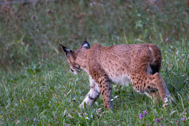 Lynx