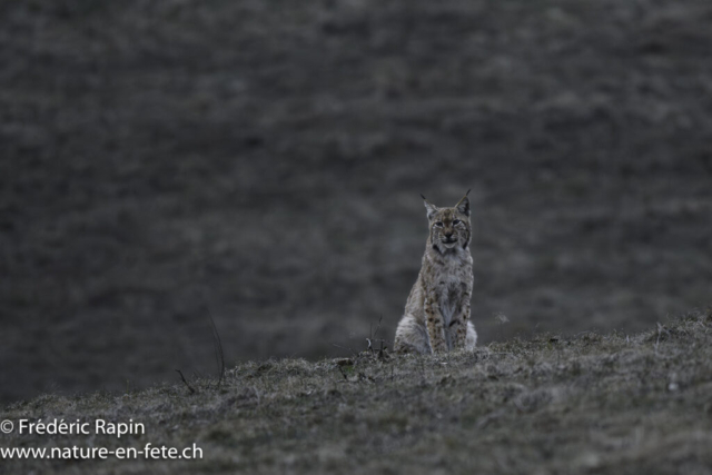 Lynx