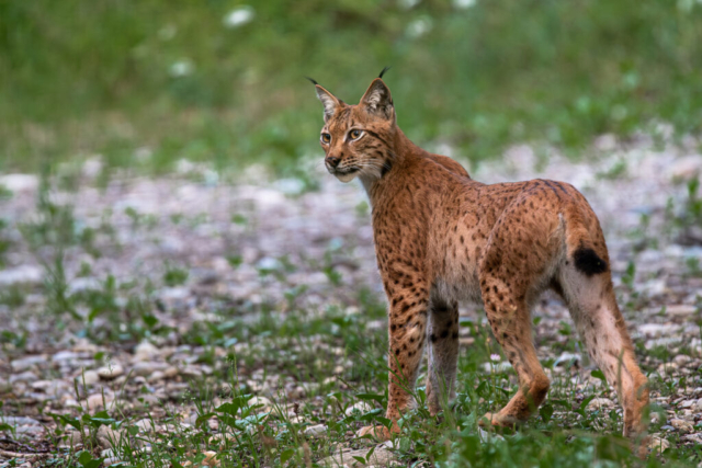 Lynx femelle